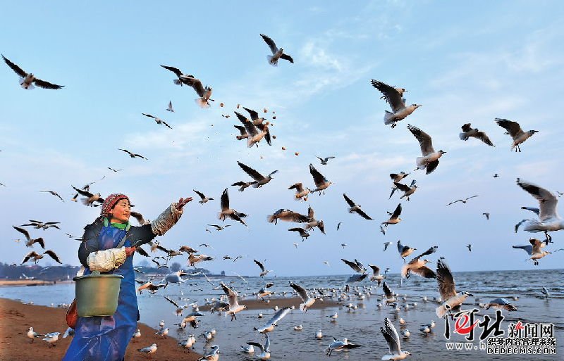 北戴河“海鷗媽媽”每天自費喂食千只海鷗